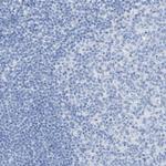 Carboxypeptidase A1 Antibody in Immunohistochemistry (Paraffin) (IHC (P))