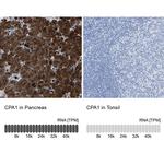 Carboxypeptidase A1 Antibody