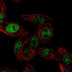 ARTS Antibody in Immunocytochemistry (ICC/IF)