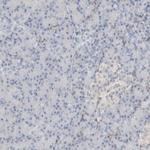 ARTS Antibody in Immunohistochemistry (Paraffin) (IHC (P))