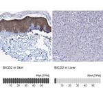 BICD2 Antibody