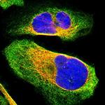 BICD2 Antibody in Immunocytochemistry (ICC/IF)