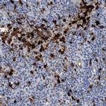 IDO Antibody in Immunohistochemistry (Paraffin) (IHC (P))