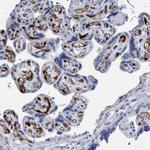 IDO Antibody in Immunohistochemistry (Paraffin) (IHC (P))