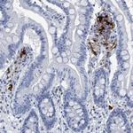 IDO Antibody in Immunohistochemistry (Paraffin) (IHC (P))