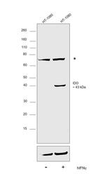 IDO Antibody in Western Blot (WB)