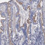 SGSH Antibody in Immunohistochemistry (Paraffin) (IHC (P))