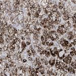 SGSH Antibody in Immunohistochemistry (Paraffin) (IHC (P))