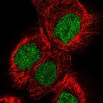 PYGO2 Antibody in Immunocytochemistry (ICC/IF)