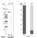 NFkB p100 Antibody