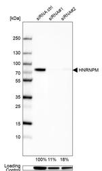 hnRNP M Antibody