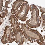 BLZF1 Antibody in Immunohistochemistry (Paraffin) (IHC (P))