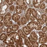 BLZF1 Antibody in Immunohistochemistry (Paraffin) (IHC (P))