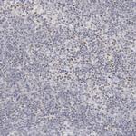 ThPOK Antibody in Immunohistochemistry (Paraffin) (IHC (P))