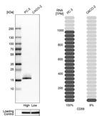 CD59 Antibody