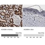 ACADM Antibody