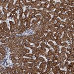 ACADM Antibody in Immunohistochemistry (Paraffin) (IHC (P))