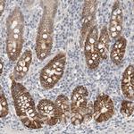 HCN3 Antibody in Immunohistochemistry (Paraffin) (IHC (P))