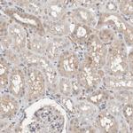 HCN3 Antibody in Immunohistochemistry (Paraffin) (IHC (P))