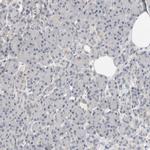 HCN3 Antibody in Immunohistochemistry (Paraffin) (IHC (P))