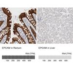 EpCAM Antibody