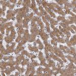 MINPP1 Antibody in Immunohistochemistry (Paraffin) (IHC (P))