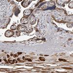 MINPP1 Antibody in Immunohistochemistry (Paraffin) (IHC (P))