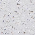 FCER1G Antibody in Immunohistochemistry (Paraffin) (IHC (P))