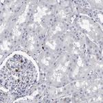 FCER1G Antibody in Immunohistochemistry (Paraffin) (IHC (P))