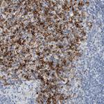 FCER1G Antibody in Immunohistochemistry (Paraffin) (IHC (P))