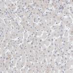 Kir1.1 (KCNJ1) Antibody in Immunohistochemistry (Paraffin) (IHC (P))