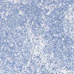 Kir1.1 (KCNJ1) Antibody in Immunohistochemistry (Paraffin) (IHC (P))