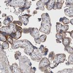 LYAG Antibody in Immunohistochemistry (Paraffin) (IHC (P))