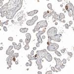 Fibronectin Antibody in Immunohistochemistry (Paraffin) (IHC (P))