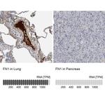 Fibronectin Antibody