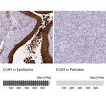 ECM1 Antibody