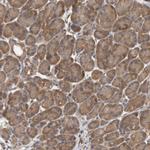 OXR1 Antibody in Immunohistochemistry (Paraffin) (IHC (P))