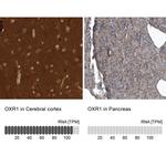 OXR1 Antibody