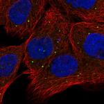 OXR1 Antibody in Immunocytochemistry (ICC/IF)