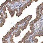 OXR1 Antibody in Immunohistochemistry (Paraffin) (IHC (P))