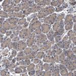 OXR1 Antibody in Immunohistochemistry (Paraffin) (IHC (P))