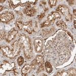 Annexin A11 Antibody in Immunohistochemistry (Paraffin) (IHC (P))