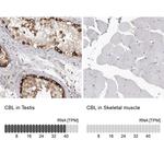 c-Cbl Antibody