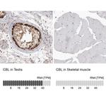 c-Cbl Antibody