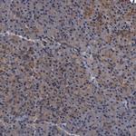 DTNBP1 Antibody in Immunohistochemistry (Paraffin) (IHC (P))