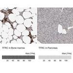 Transferrin Receptor Antibody