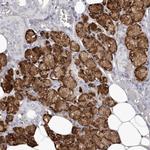 LPO Antibody in Immunohistochemistry (Paraffin) (IHC (P))