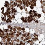 Carbonic Anhydrase VI Antibody in Immunohistochemistry (Paraffin) (IHC (P))