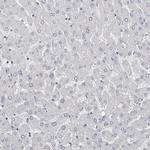 Carbonic Anhydrase VI Antibody in Immunohistochemistry (Paraffin) (IHC (P))