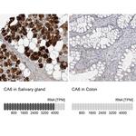 Carbonic Anhydrase VI Antibody